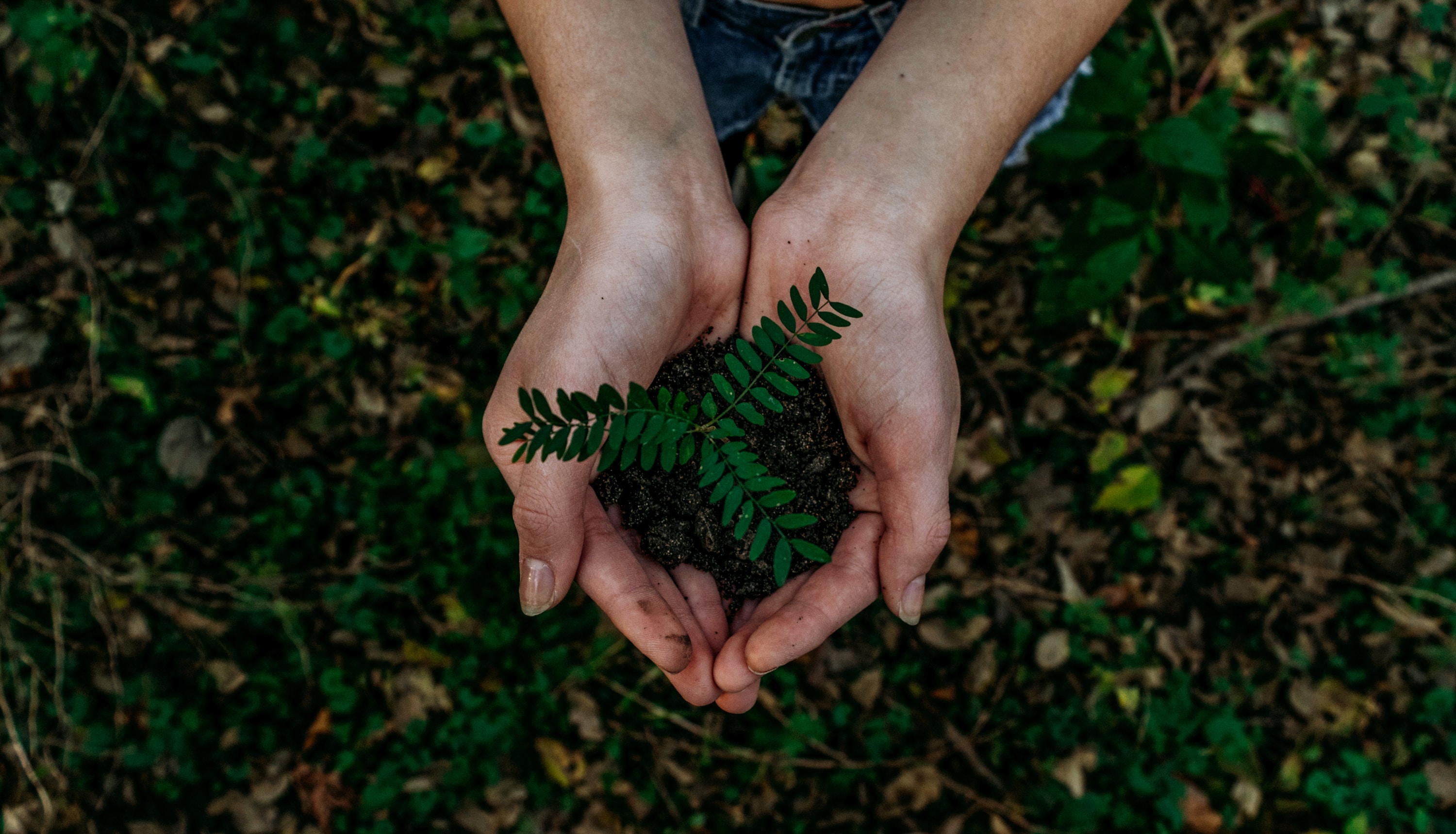 Hands holding a plant in soil